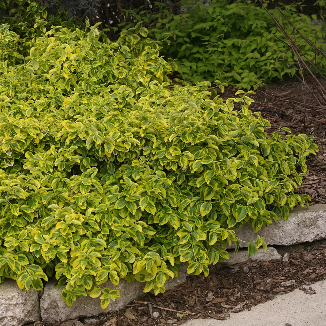 Variegated Gold Splash Euonymus next to rock border